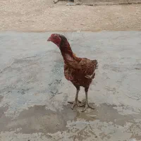 با سلام مرغ لاری شش دانگ