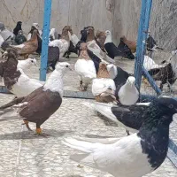 کبوتر صادقی