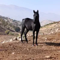 کره اسب|اسب و تجهیزات اسبسواری|درب گنبد, |دیوار