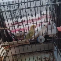 طوطی برزیلی