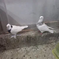 ۳۰ تا حیوون طوقی