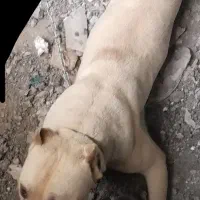 سگ پیتبول نر ۷ماه توله