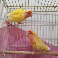 جفت طوطی های برزیلی مولد