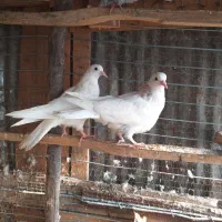 جوجه پرشی هیچ پر