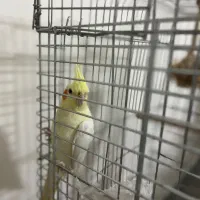 عروس هلندی|پرنده|کرج, برغان|دیوار