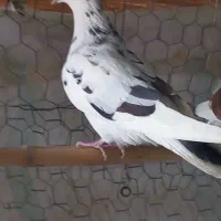 ماده خال سیاه با زمانت پرش سو