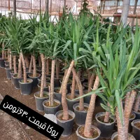 گل گیاه|گل و گیاه طبیعی|قرچک, صالح آباد|دیوار
