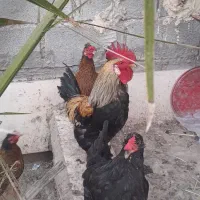 خروس و مرغ محلی