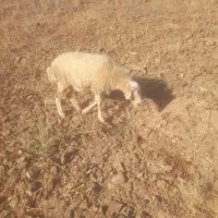 میش فروشی