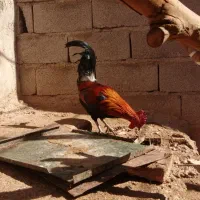 مرغ خروس محلی اصیل|حیوانات مزرعه|چترود, |دیوار