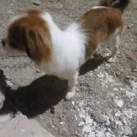 سگ پاپی شیتزو کراس|سگ|تربتحیدریه, اندیشه|دیوار