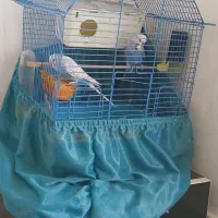 مرغ عشق انگلیسی