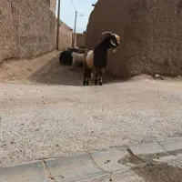 بز نر