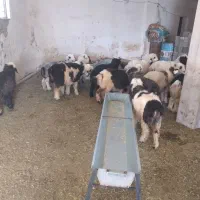 فروش بره|حیوانات مزرعه|کوهرنگ, |دیوار