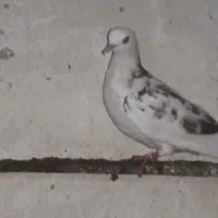 کبوترغریبگیری|پرنده|آمل, |دیوار