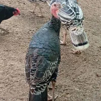 بوقلمون جوان|پرنده|گرگان, |دیوار