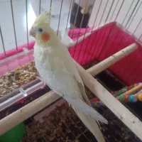 جوجه عروس هلندی لوتینو