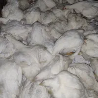 حراج ویژه مرغ زنده