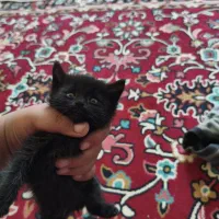 واگذاری گربه رایگان