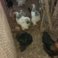 مرغ برهما|حیوانات مزرعه|خمینی‌شهر, |دیوار