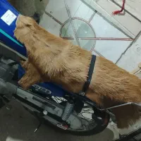 پوست بز