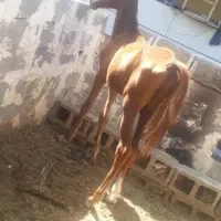 مادیون عرب کورسی یکسر وارداتی.|اسب و تجهیزات اسب‌سواری|شادگان, |دیوار