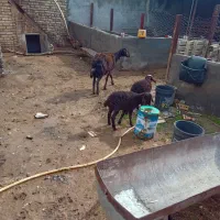 یگ راس میش افشاری دوقلو