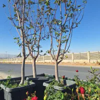 درخت بزرگ خاک باغچه گل و نهال