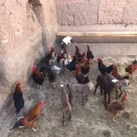 خروس|حیوانات مزرعه|باشتین, |دیوار