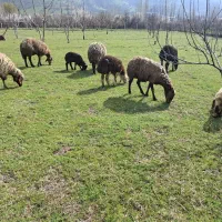 کاور نر و ماده