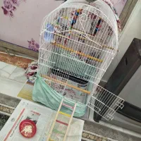 عروس هلندی با قفس