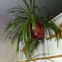 گل گندمی آویز همراه با پایه فلزی و مقاوم