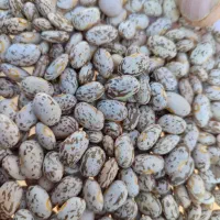 لوبیا چیتی درجه یک زود پز تمیز