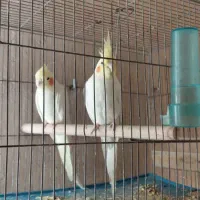 عروس هلندی مولد