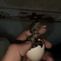 جوجه های لاری اوشامو افغان اصل همگی عالی