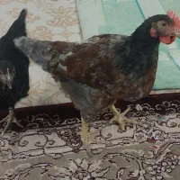 مرغ و خروس