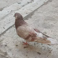 کفتر پیسه گمشده|پرنده|قم, علی آباد سعدگان|دیوار