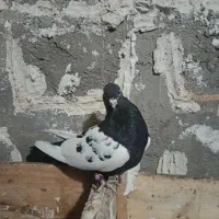 طوقی و سینه ای