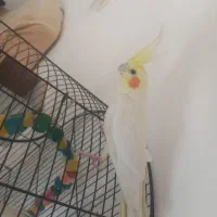 عروس هلندی سخنگو تاج پرنسسی
