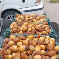 رطب درجه 1 کبکاب بهبهان