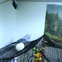 مرغ عشق انگلیسی|پرنده|بابل, |دیوار