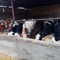 گوساله ماده سیمینتال|حیوانات مزرعه|جعفرآباد, |دیوار