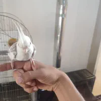 عروس هلندی دستی|پرنده|ساوه, |دیوار