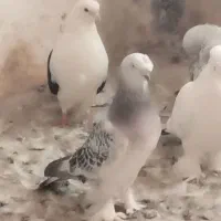 کبوتر ترکیه ایناق هواگیر|پرنده|گرمی, |دیوار