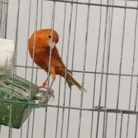 قناری ماده شتری سرخ اماده اماده