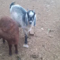 ۲عدد بزغاله ماده|حیوانات مزرعه|سبزوار, قصبه غربی|دیوار