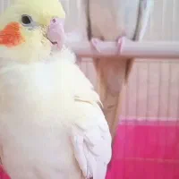 عروس هلندی مولد|پرنده|تبریز, |دیوار