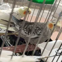 پرنده|پرنده|بیجار, |دیوار