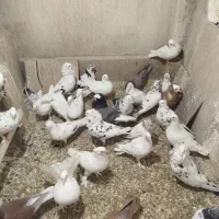 کفتر یا کبوتر پرشی