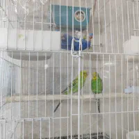 مرغ عشق|پرنده|سیرجان, |دیوار